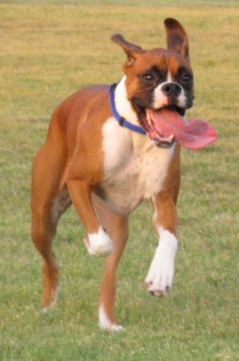 Tongue Flapping In The Wind