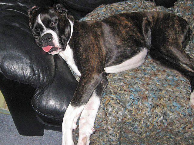 Tongue Hanging Out