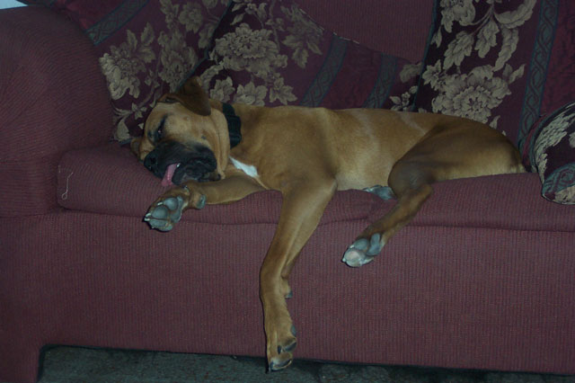 Tongue WD
