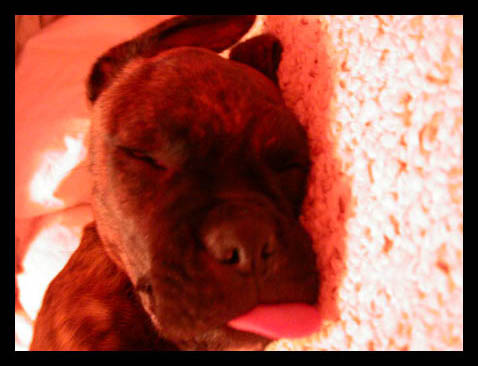 Tongue!