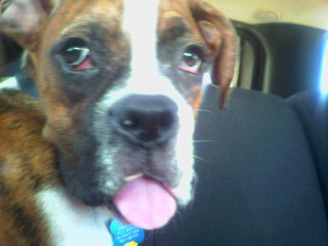 tongue