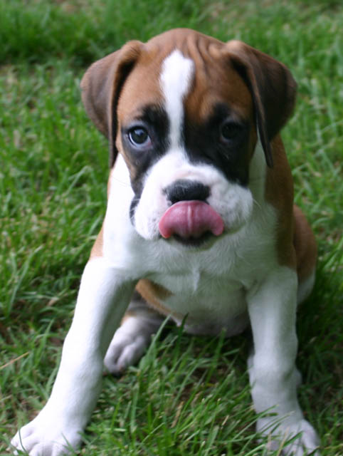 tongue