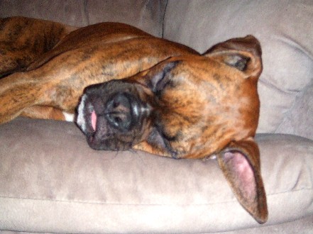 Tongue