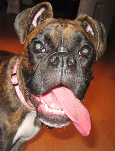 Tongue!