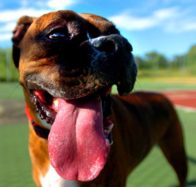 Tongue1
