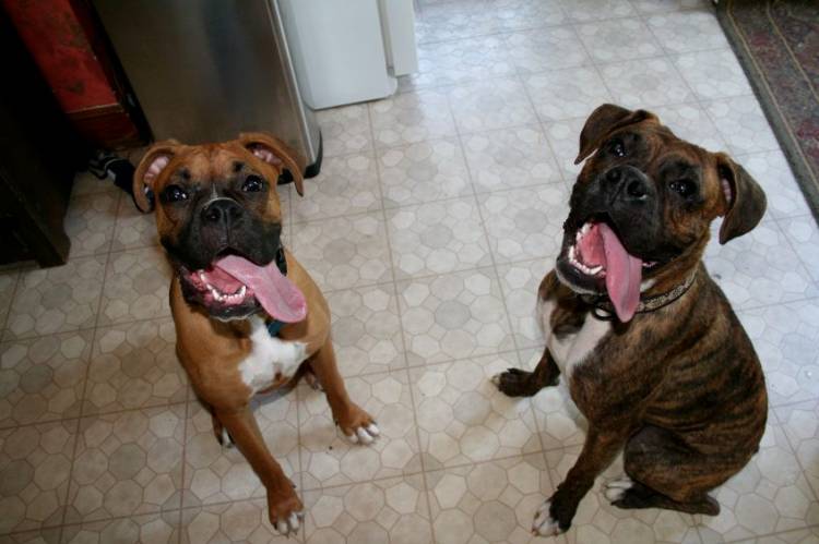 tongues2