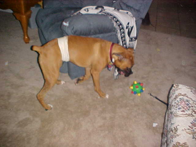 Toni"s Bandage