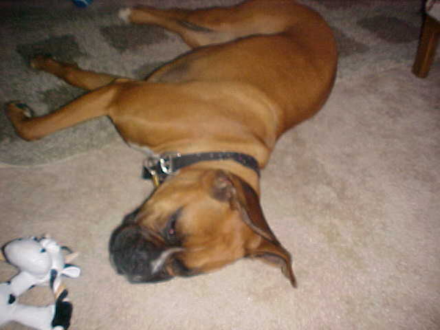 Toni sacked out after the party