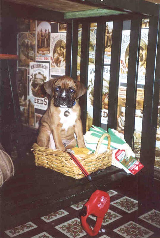 Tonka in his basket