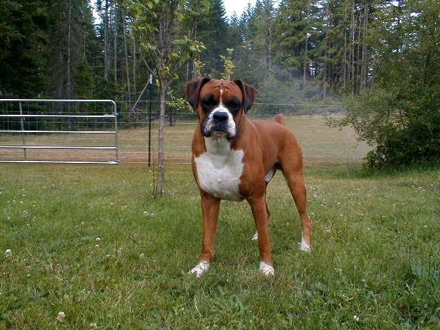 Tonka