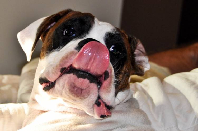 Tonto poking out his tongue