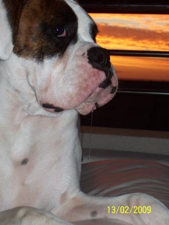 Tonto & the drool