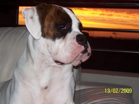 Tonto & the drool