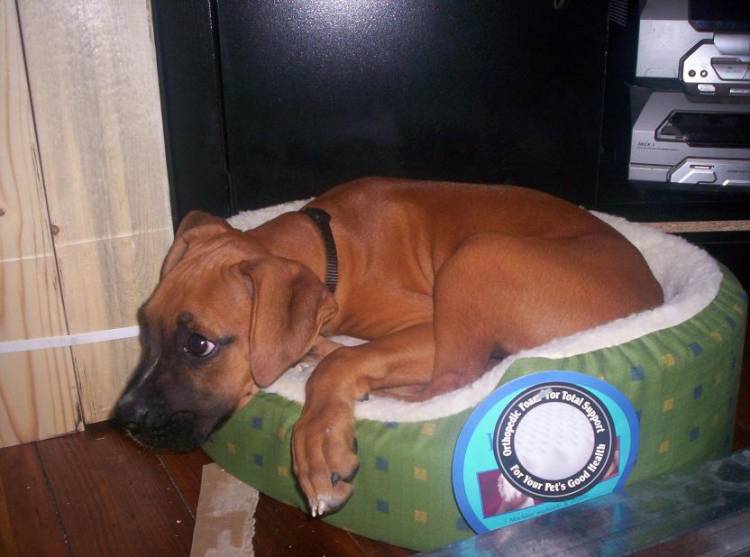 too big for bed