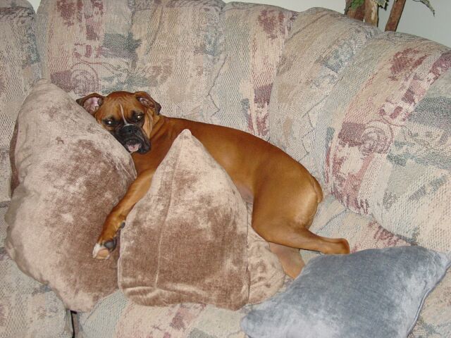 Too Comfortable!