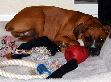 Too Pooped to Play