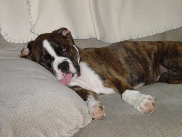 Too pooped to play