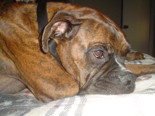 Too Tired To Chase The Cat