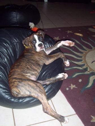 Toots loves her bean bag!