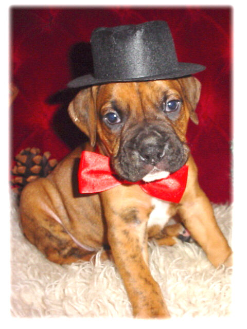 Top Dog Brutus