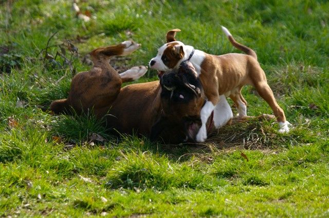 Top Dog!