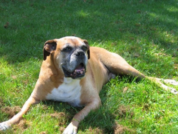 Top_dog | Boxer World Forums