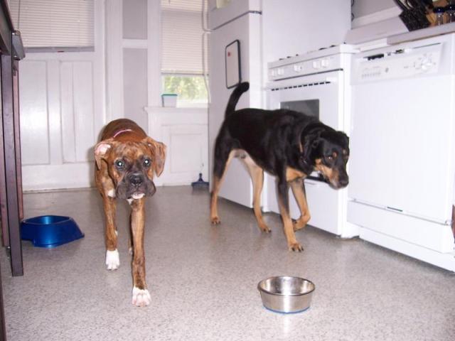 TopDogSecurity