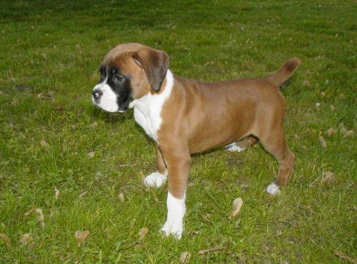 Tori at 9 weeks old