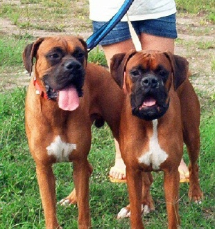 Torin and Pogo
