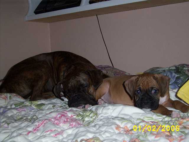 Torin-Kirra_Bed