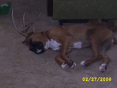 TorinDeer