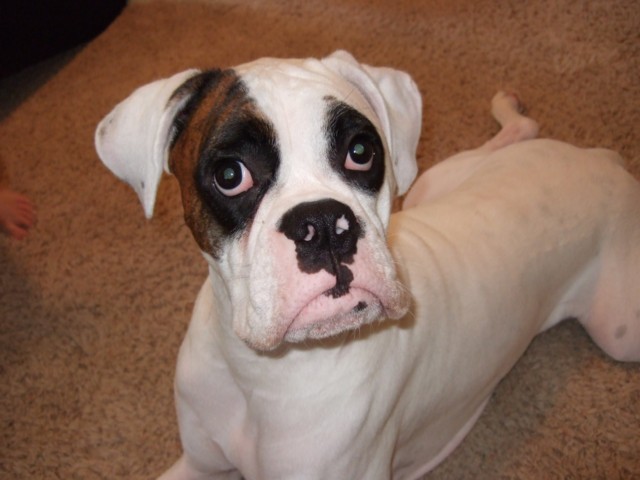 Torque - my goofy boy