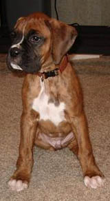 Tough Boy Tyson