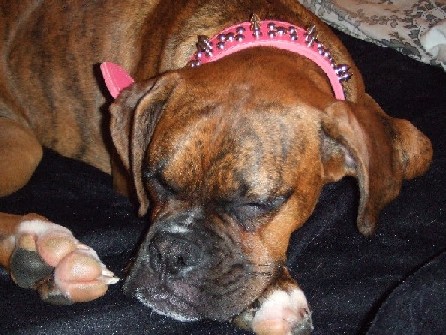 Tough Diva  Collar