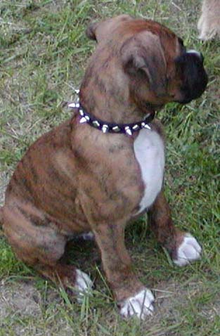 Tough Guy Collar