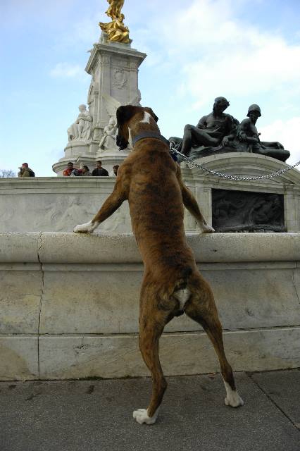 tourist