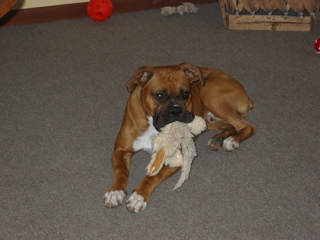 Toy1