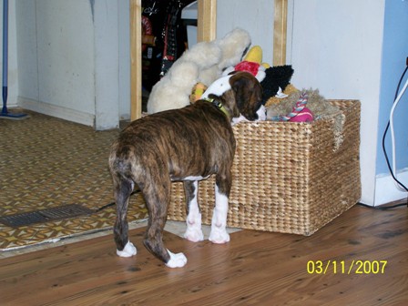 toy_box