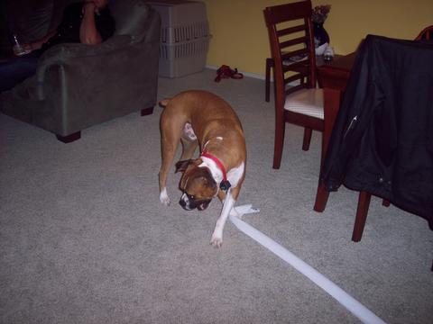 TP thief!