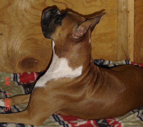 Tramp looking out for her new pup