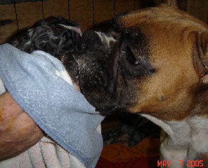 Tramp & Tessi