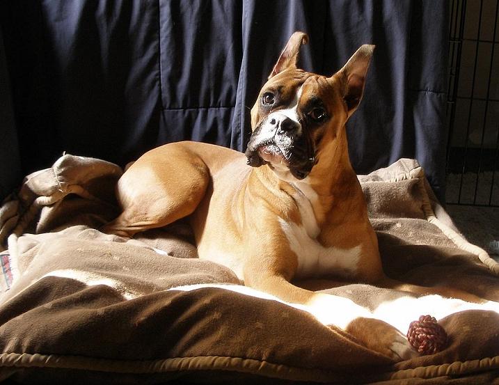 Tre at 13 months old.  He's soo handsome!