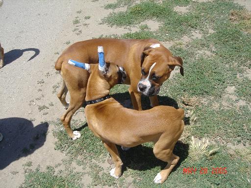 Tre found a look alike Boxer??