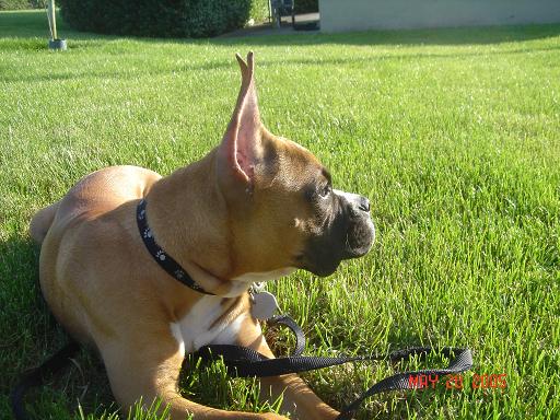 Tre looking at the sun