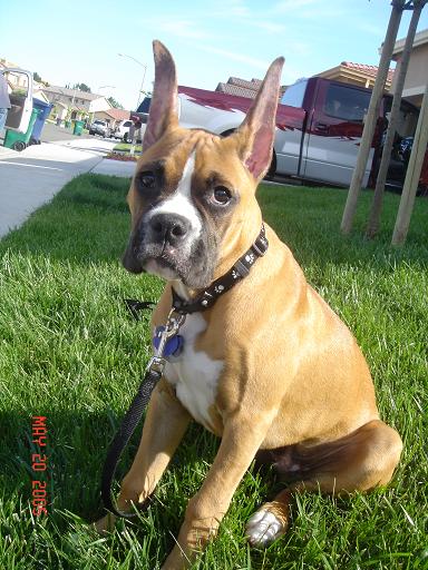 Tre on the grass in front of the house and truck