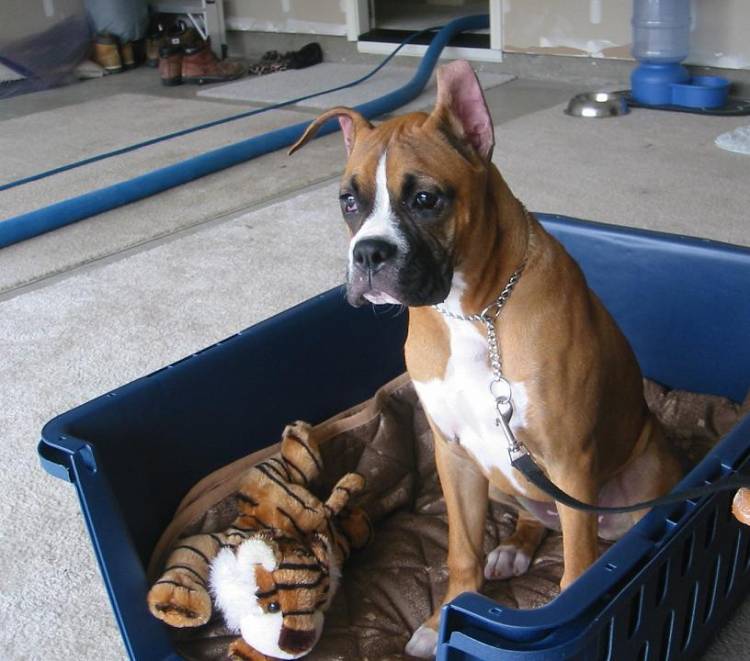Tre sittin in his daybed