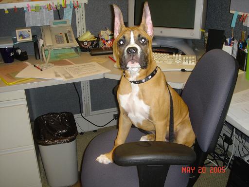 Tre sitting on my chair at work