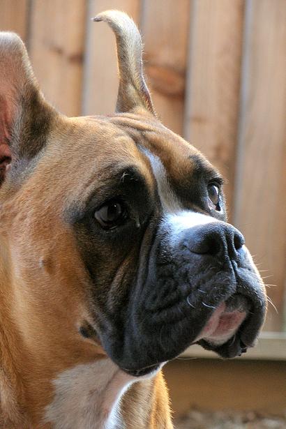 Tre wanting to come inside.