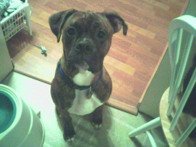 Treat Please
