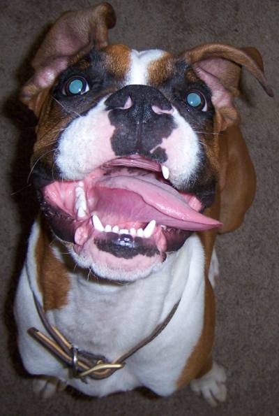 Treat please!